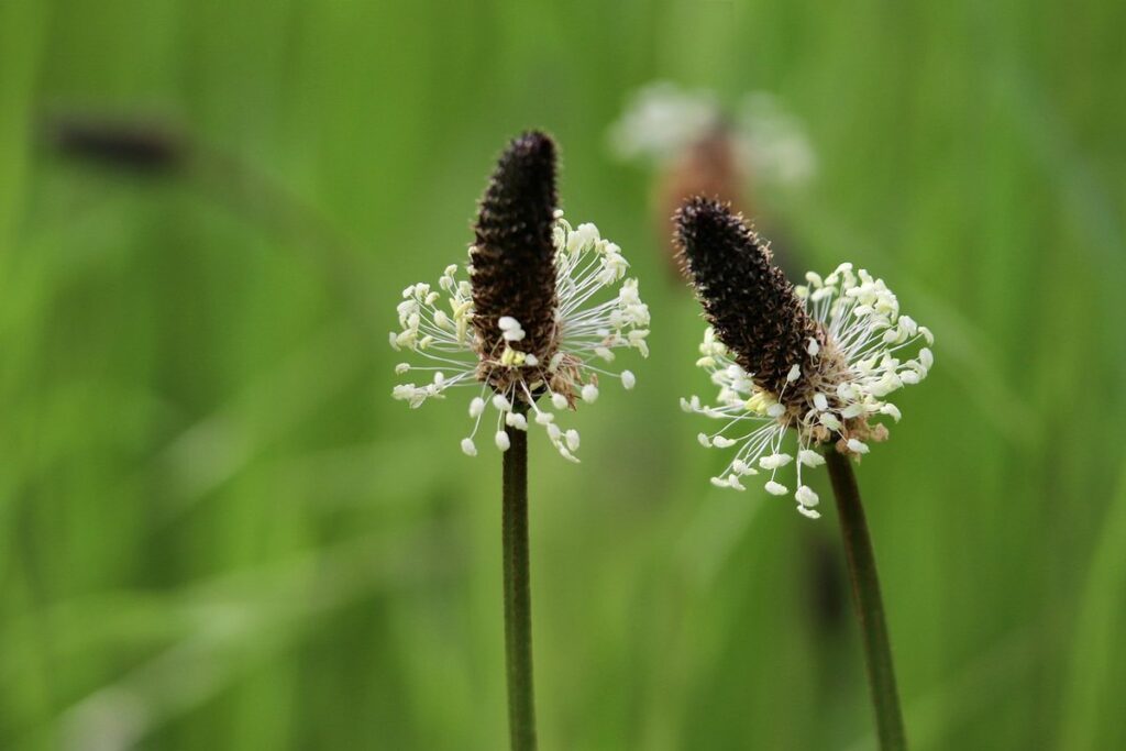 buckshorn plantain