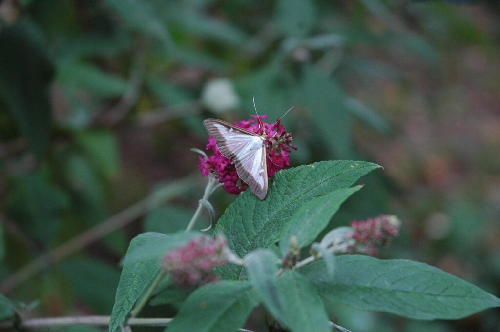 buddleia invasive