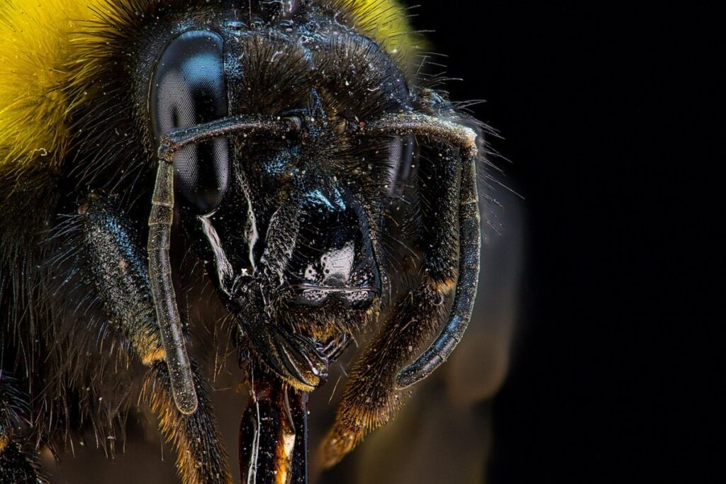 bug bumblebee