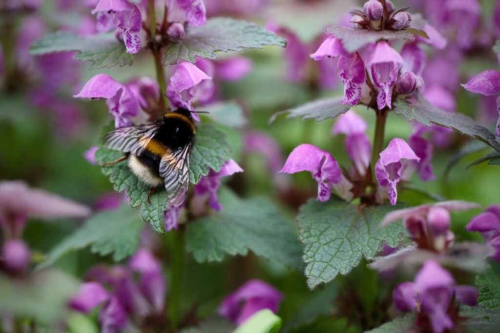 bumblebee queen vs worker