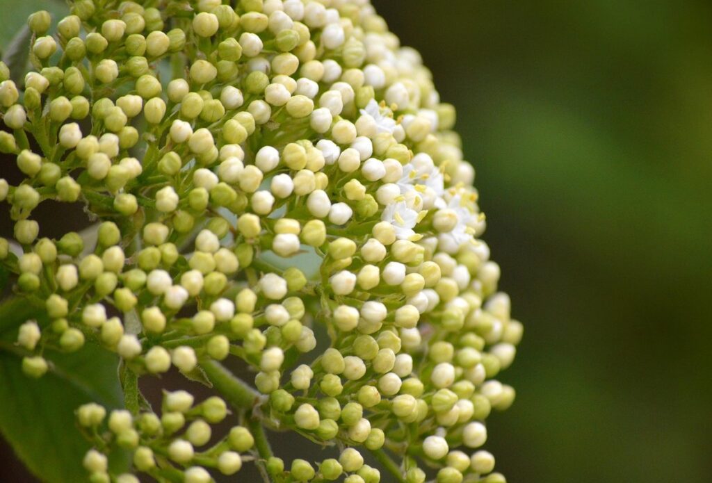 white bush