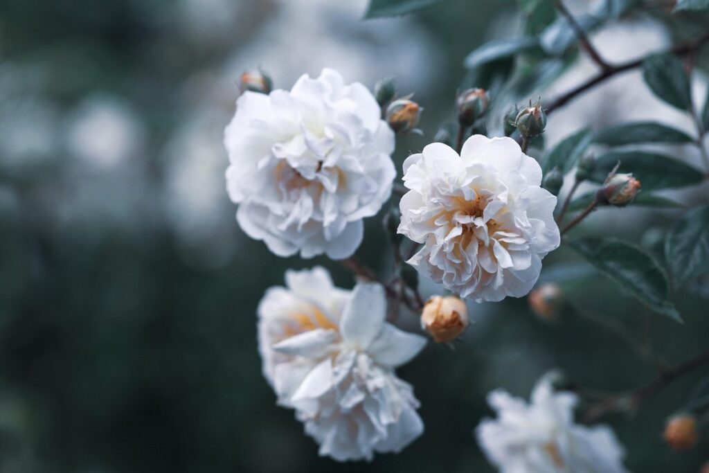 white flower bush