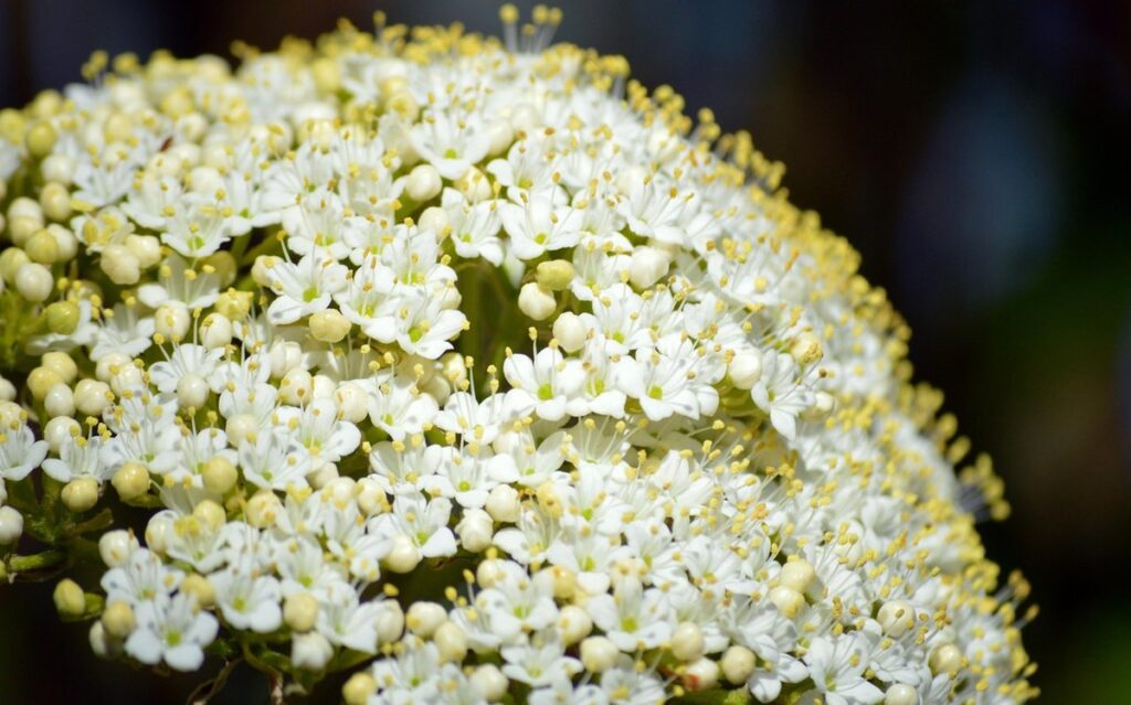 small shrubs white flowers