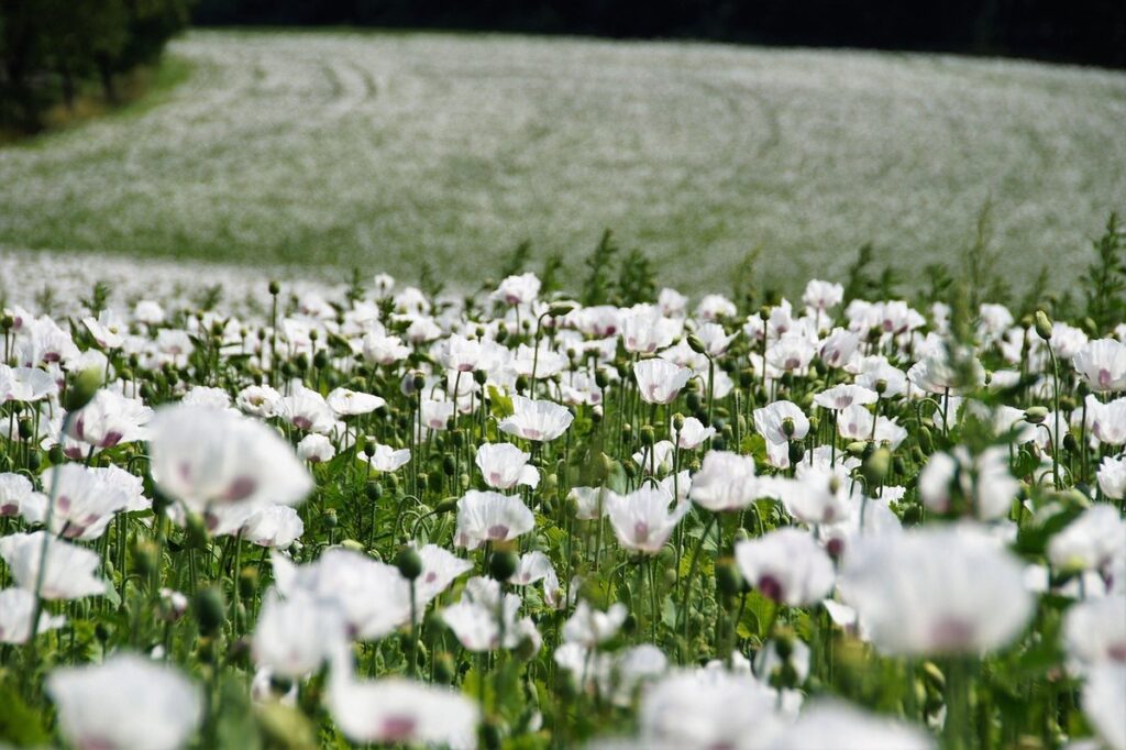 bushy white flowers