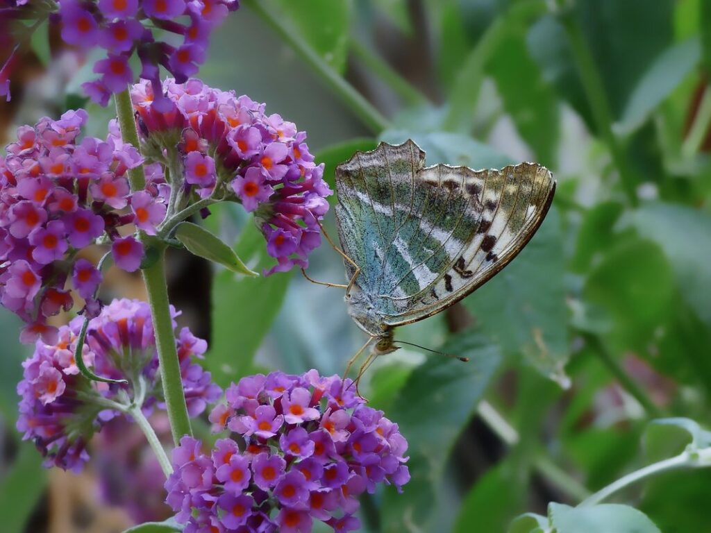 native plants for butterflies