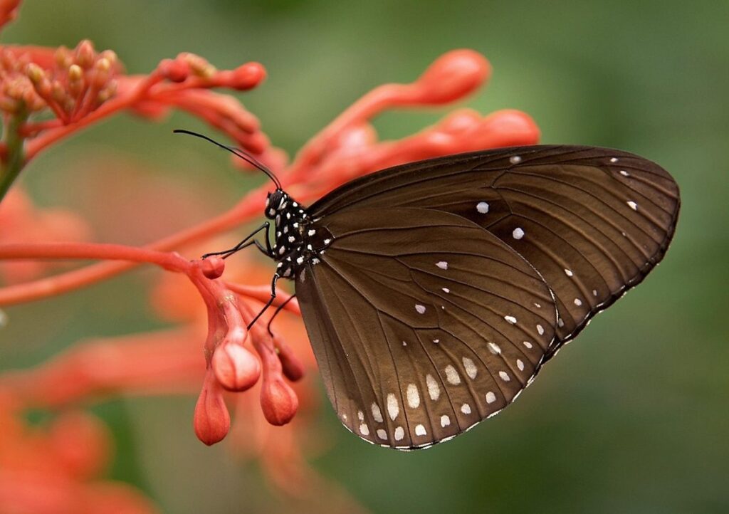 Butterfly garden
