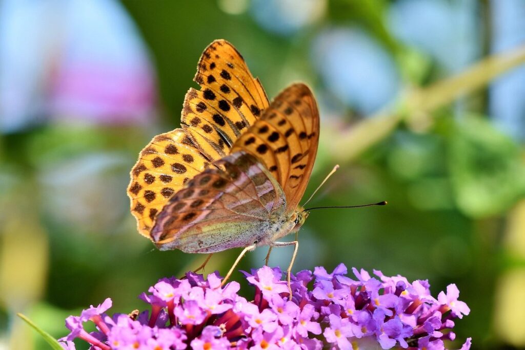 butterfly spotting