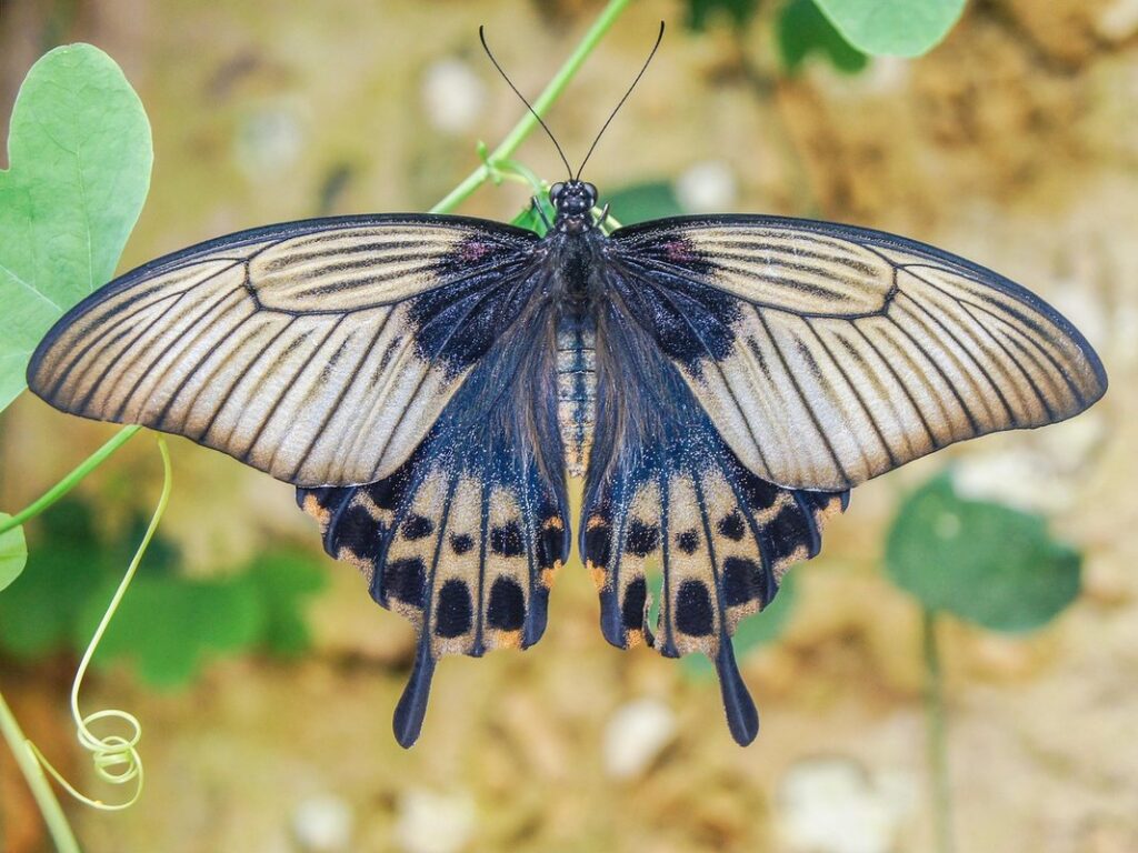 how to attract butterflies to your yard