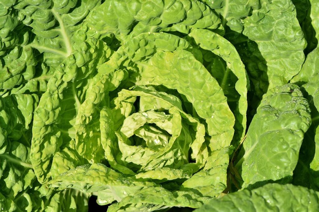 how to grow cabbage plant