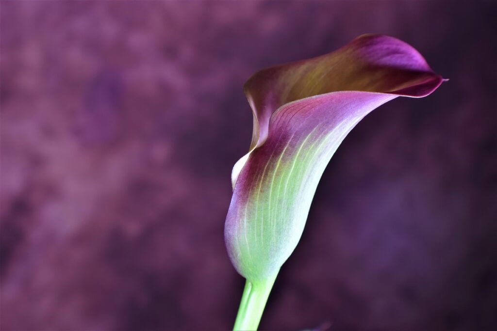 planting calla lilies in pots