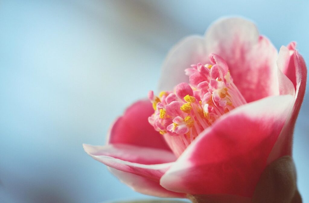 camellia gardening