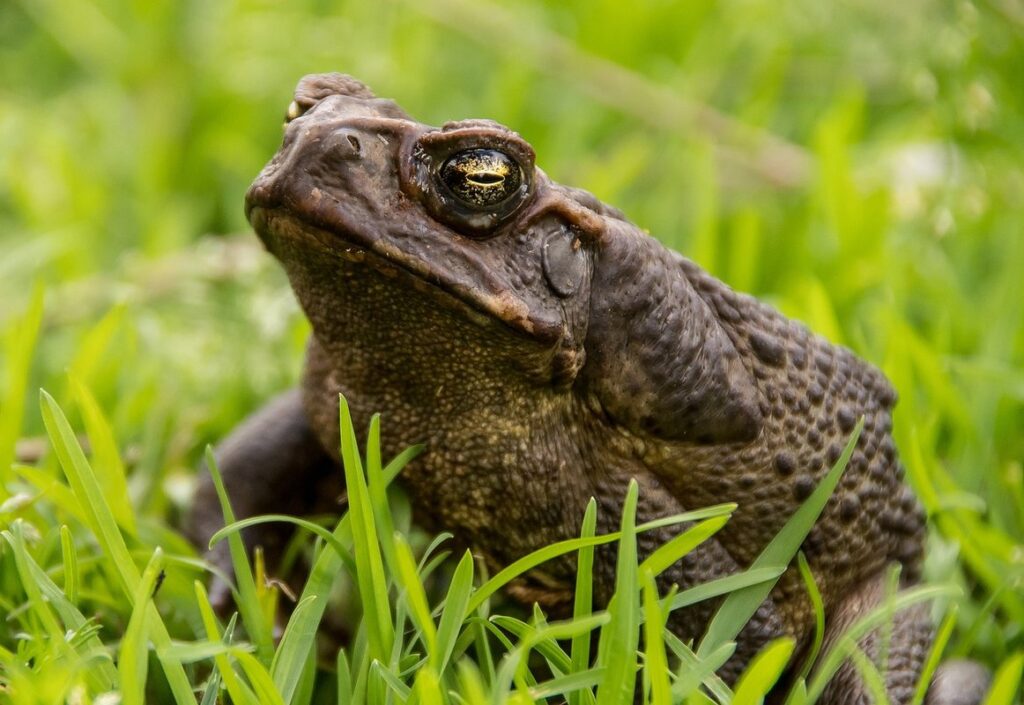 cane toad impact on gardens