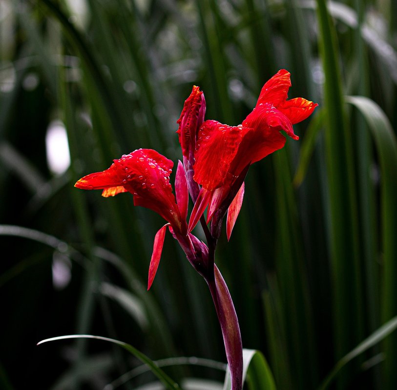 canna lily care