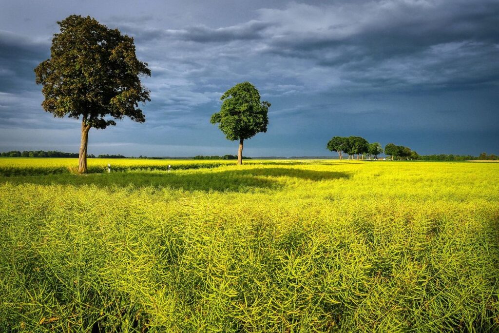 canola plant