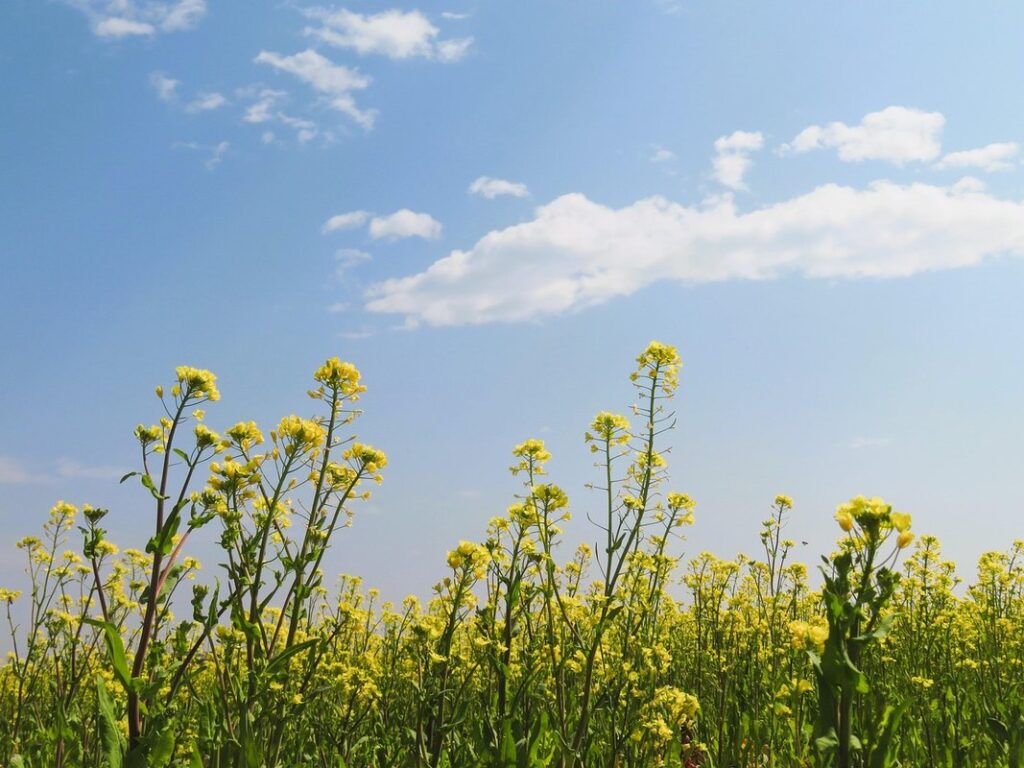 canola diseases
