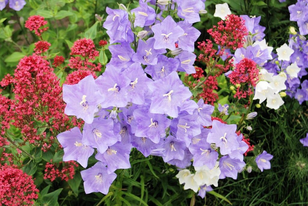 how to grow canterbury bells