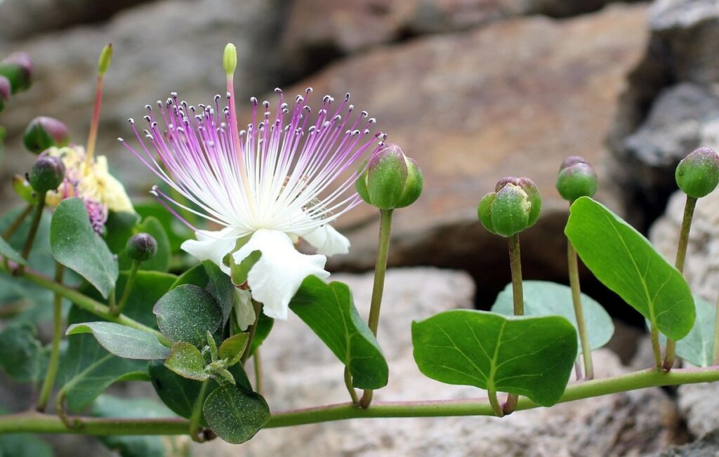 euphorbia lathyris caper spurge