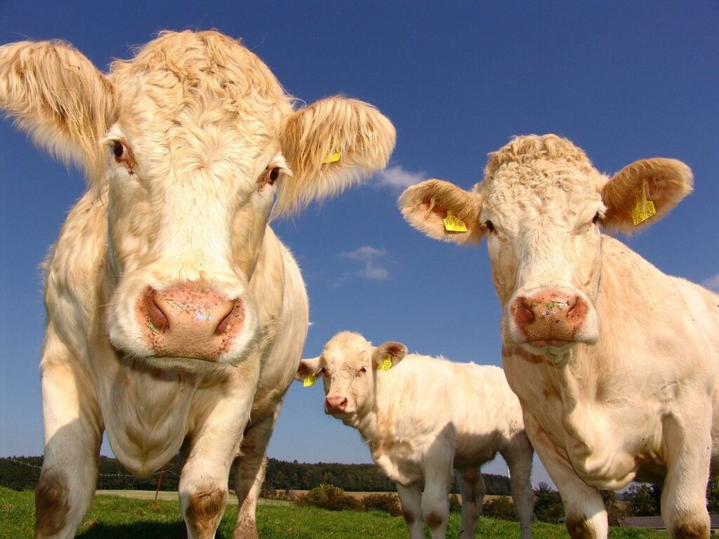 cattle breeding