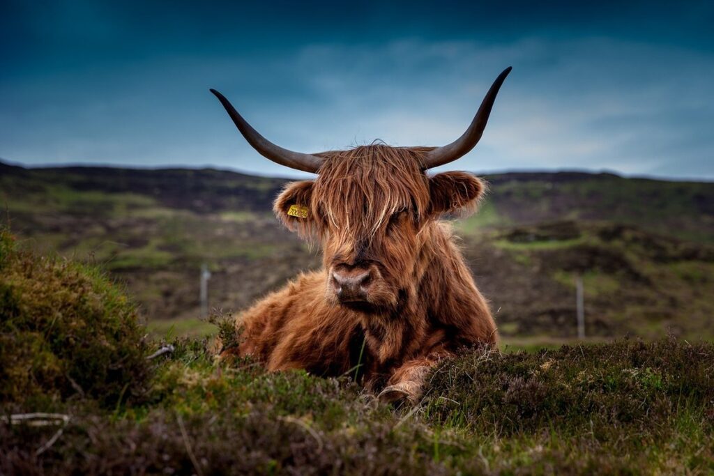 how do cattle produce methane
