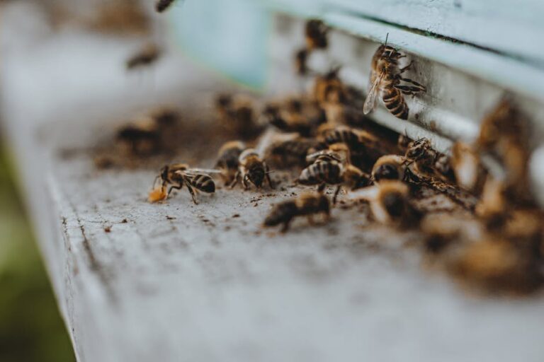 chalkbrood in garden hives