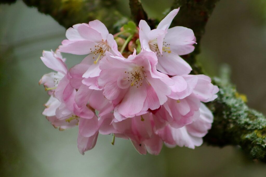 cherry blossom michigan