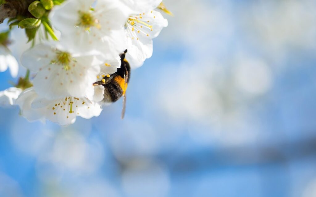 cherry pollination