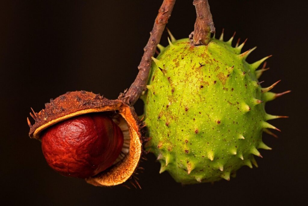 chestnut blight