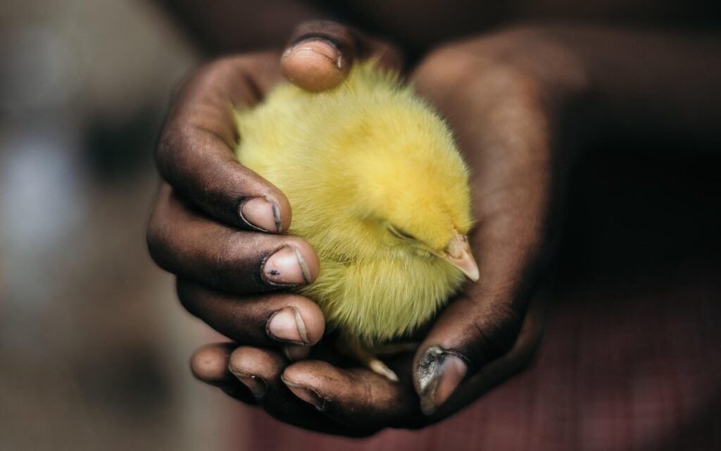 protecting vegetable plants from chickens