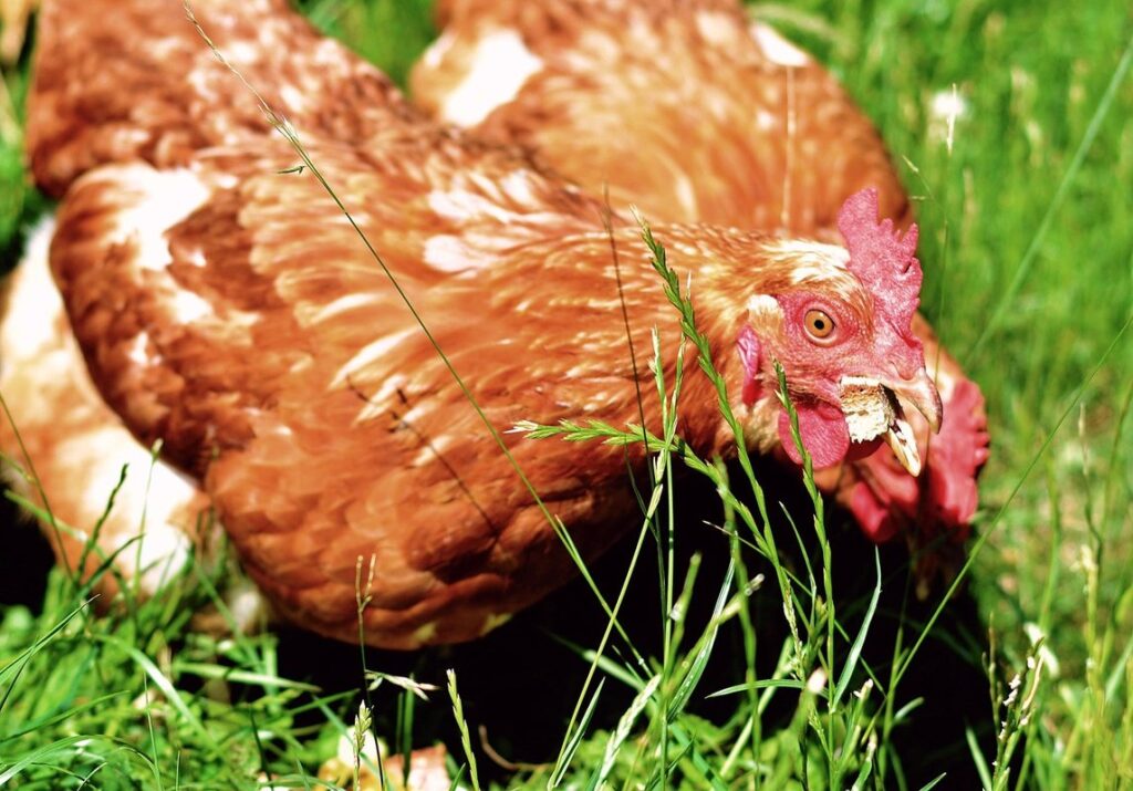 foods safe for garden chickens