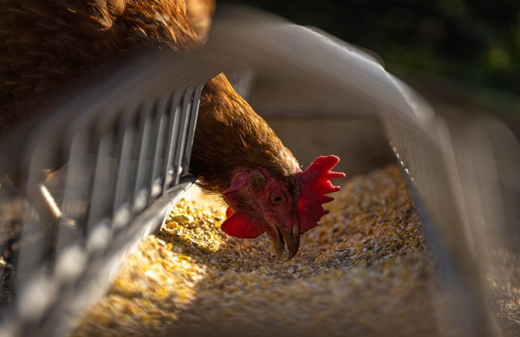 what should chickens eat