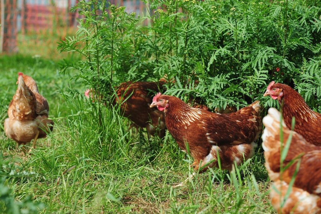 garden-friendly chicken run ideas
