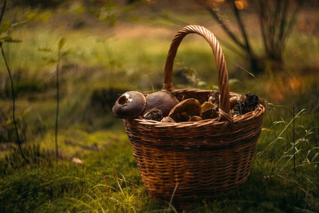 garden plants that chickens should avoid