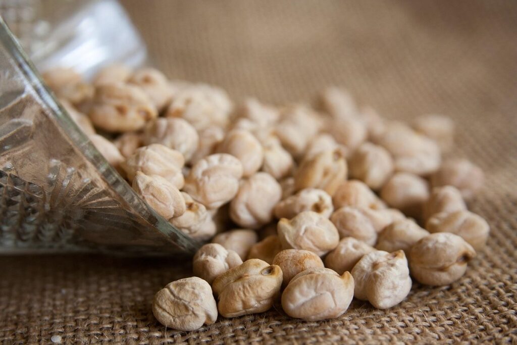 growing chickpeas in the uk