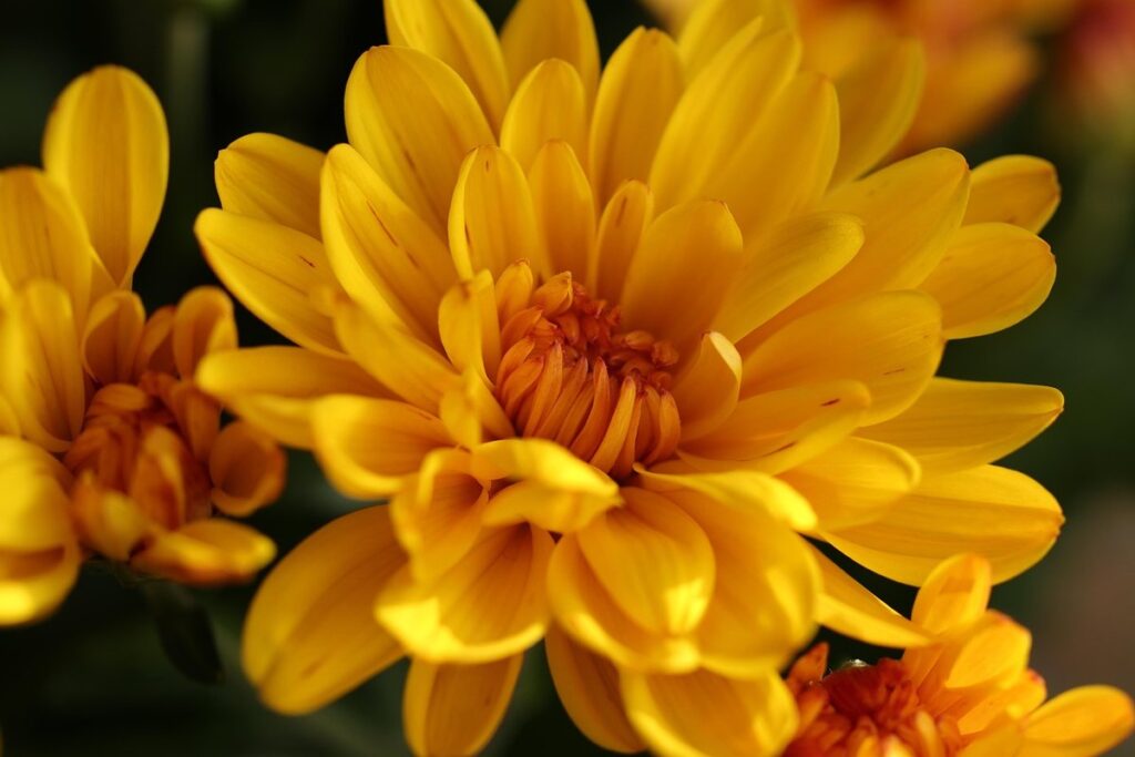 chrysanthemum flower care