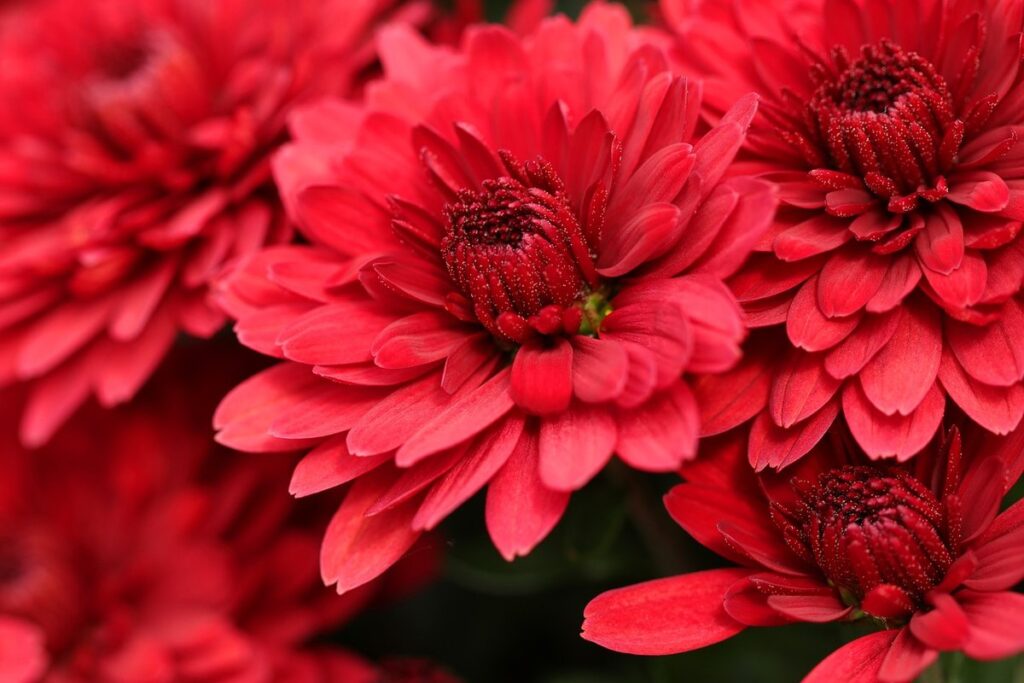 chrysanthemum pesticide