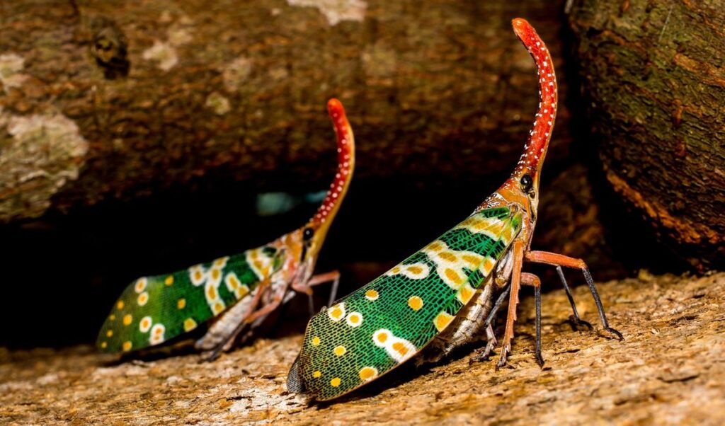 managing yearly cicadas in gardens