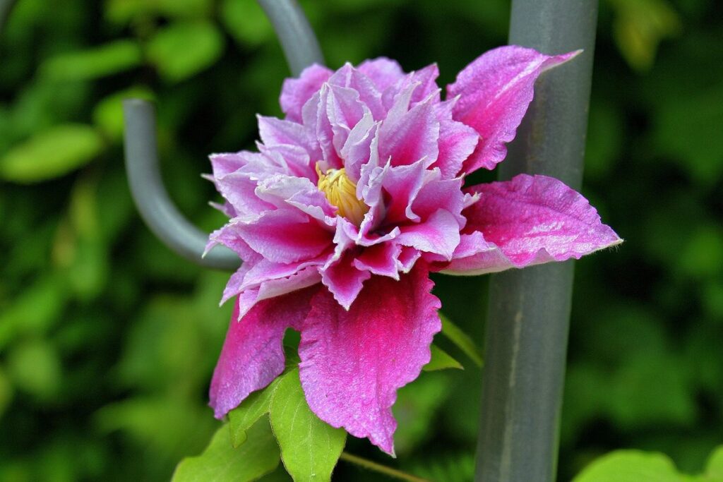 Clematis planting