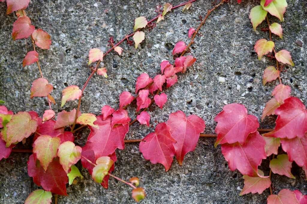 climbing and vining plants for gardens