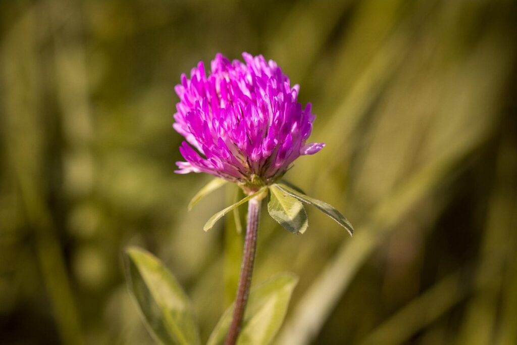 growing clover for garden pollinators