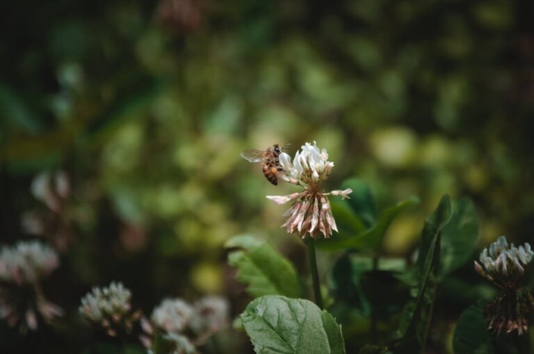 clover plant scientific name