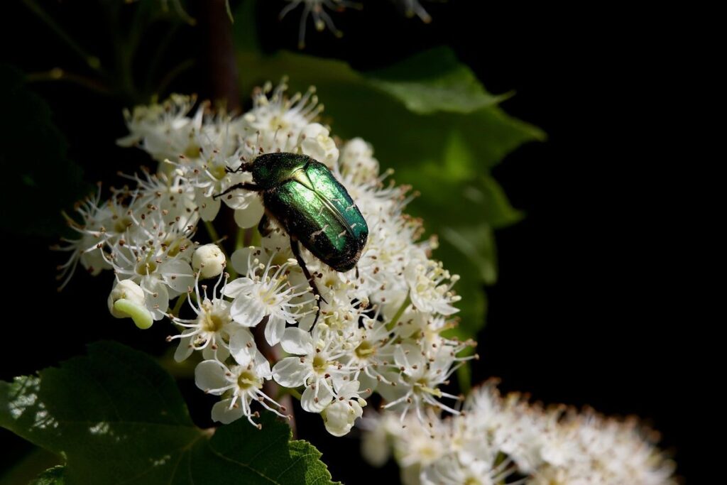 what is a cock chafer