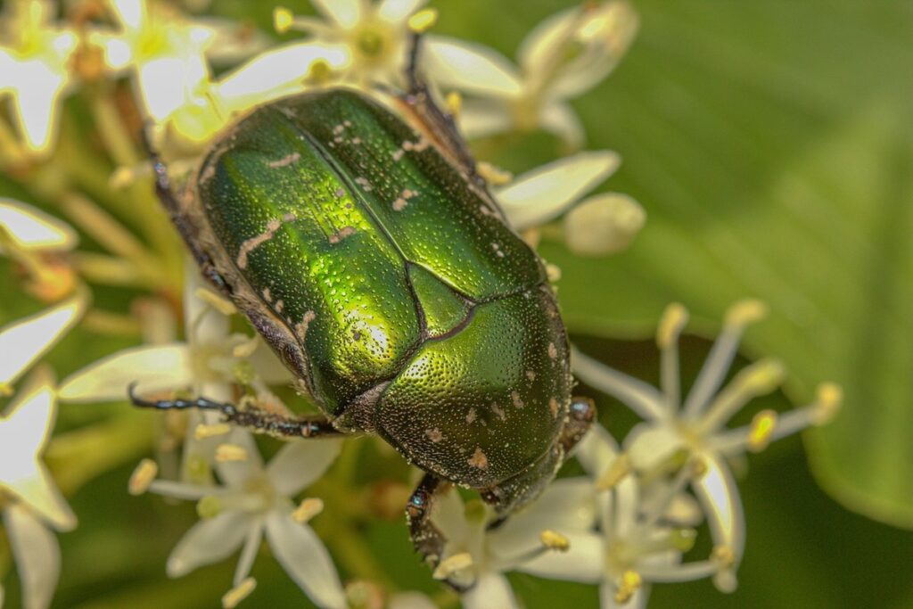 cock chafer larvae
