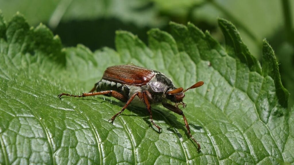 cockchafer beetle