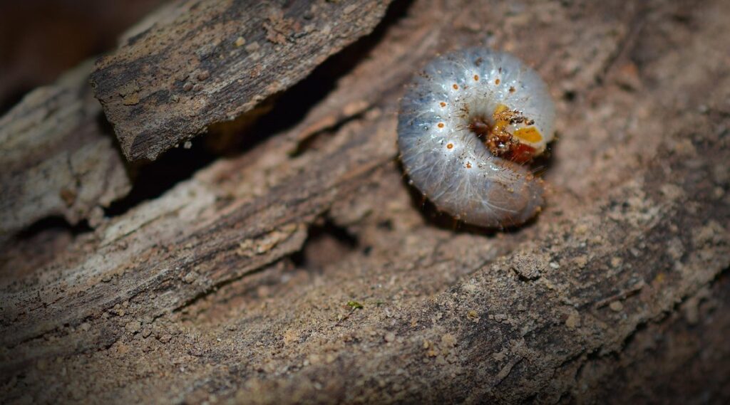 cockchafer grub