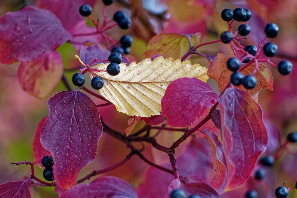 coloured leaf shrubs