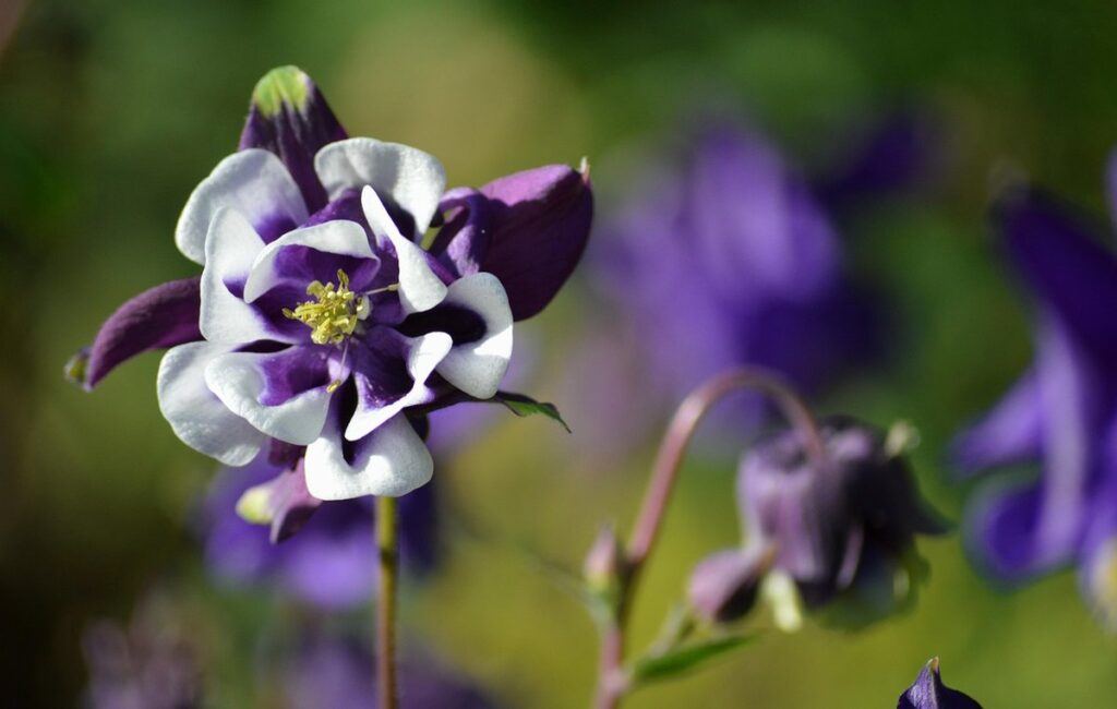 columbine flower growing