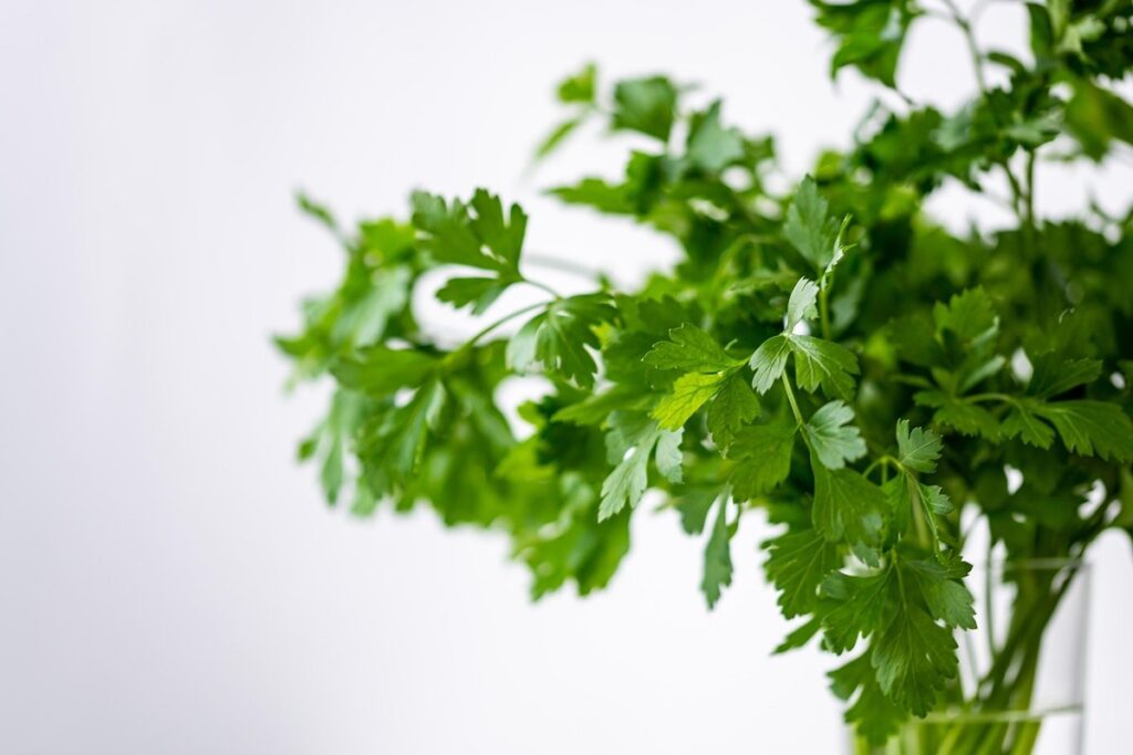coriander herb