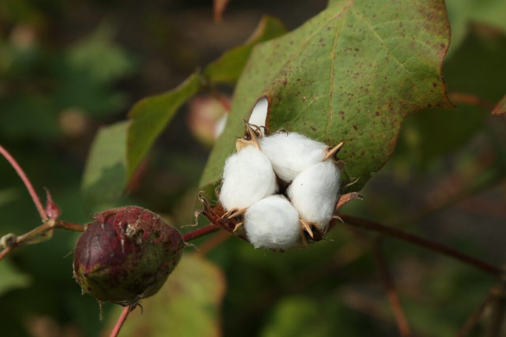 cotton farm gardening