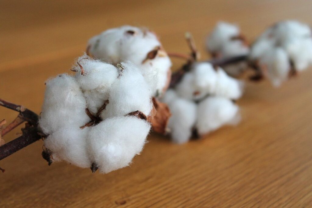 cotton plant