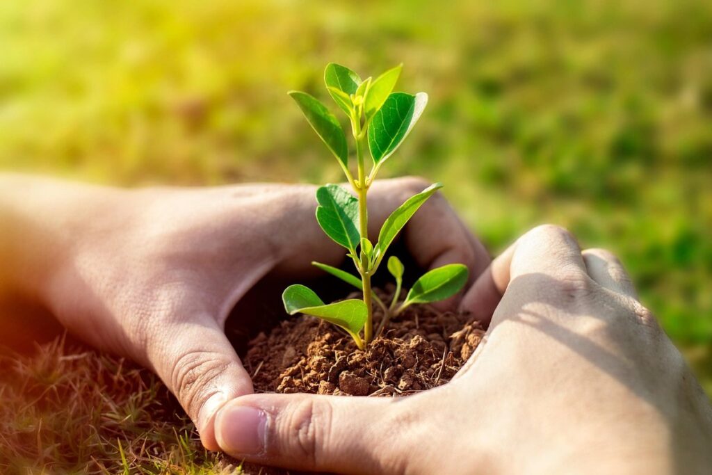planting cover crops in gardens